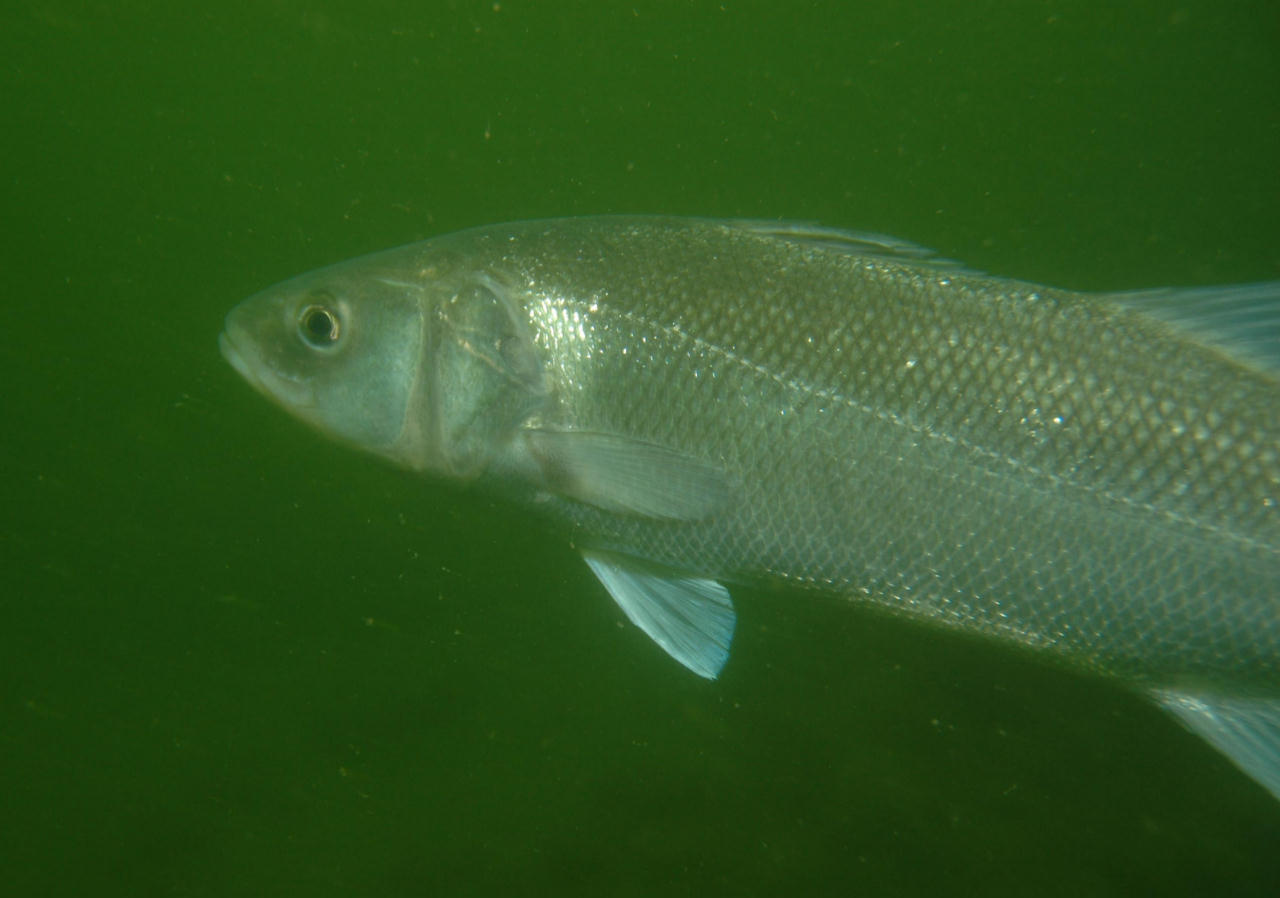 Dicentrarchus labrax (Branzino)